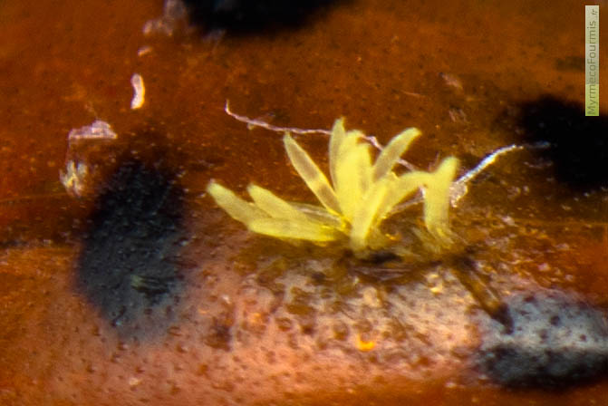 Coccinelle infectée par le champignon ectoparasite Hesperomyces virescens. Microphotographie du champignon sur une coccinelle asiatique Harmonia axyridis.