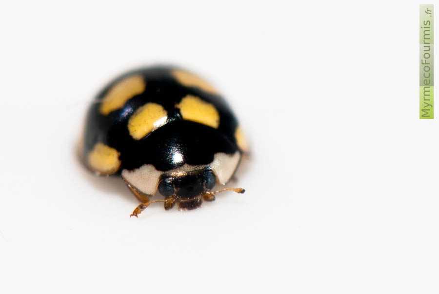 Photographie macro sur fond blanc, de face, d’une coccinelle noire à points jaunes avec une grande tache blanche sur l’avant du pronotum. Cette coccinelle appartient à l’espèce Oenopia lyncea agnata. JPEG - 190.3 ko