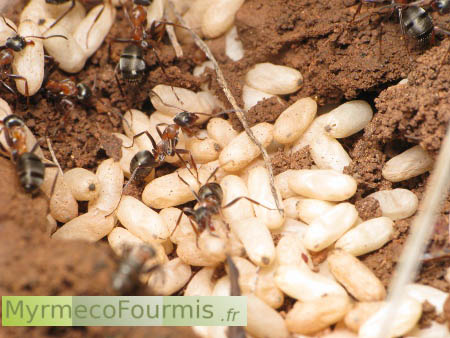 Pillage par fourmis esclavagistes