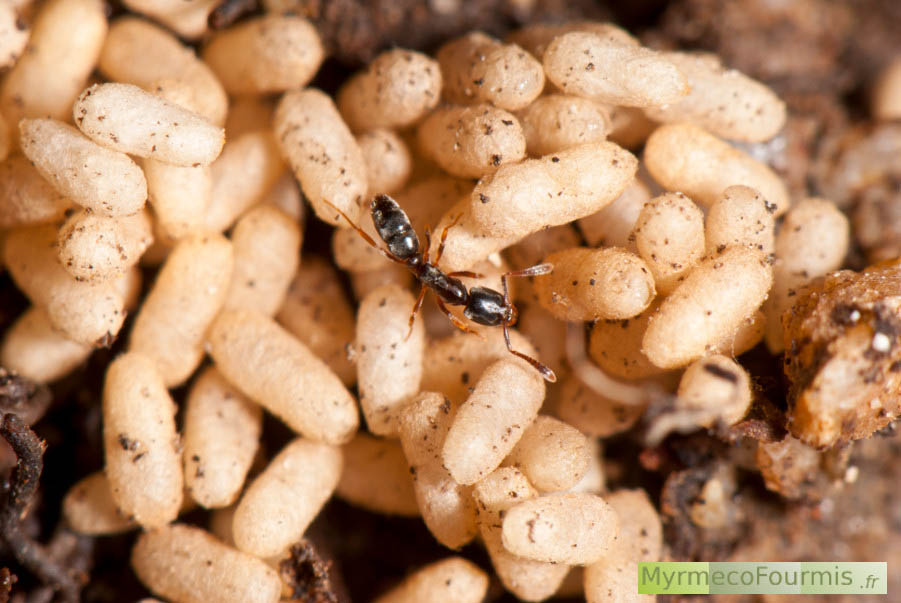 Cocons de fourmis de couleur blanc beige en tas dans une fourmilière dans la terre, avec une fourmis ouvrière du genre Hypoponera de couleur brune.