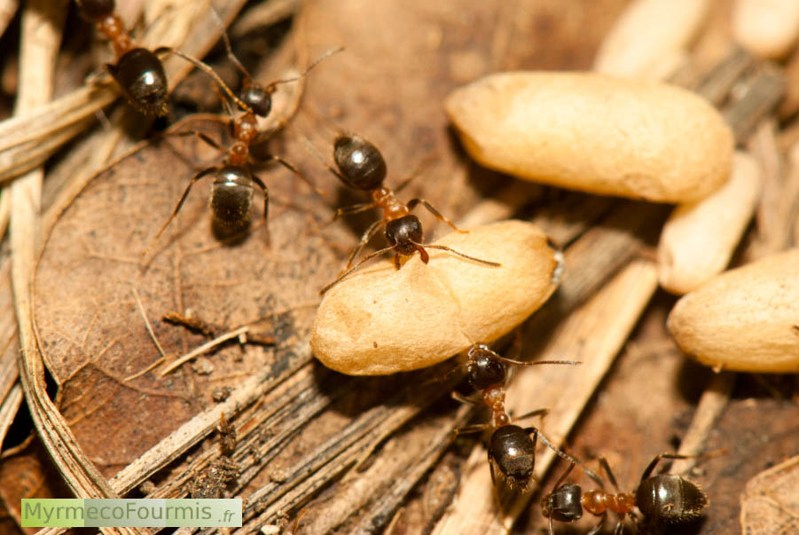Macrophotographie de petites fourmis noires et rouges de l'espèce Lasius emerginatus transportant collectivement un gros cocon de princesse fourmi volante sur le sol.