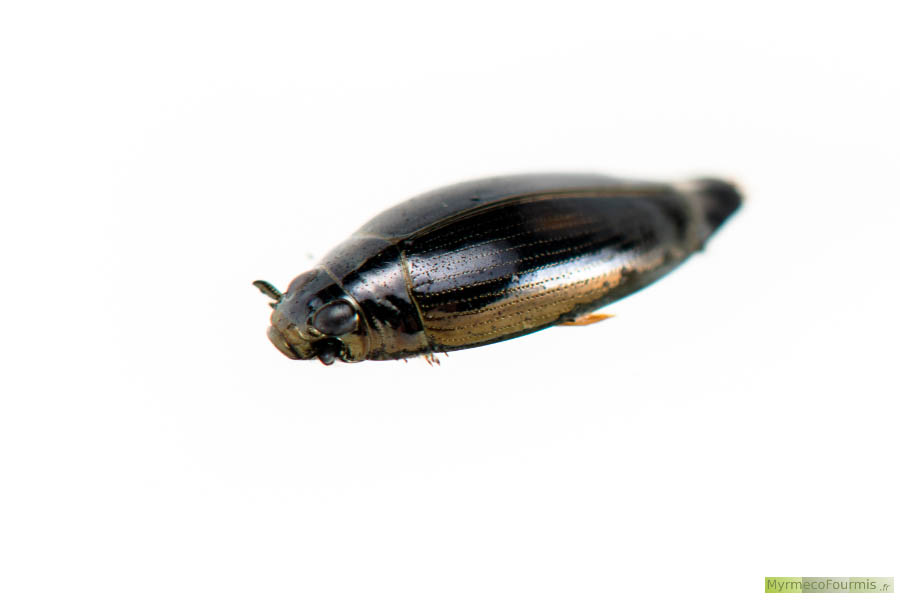 Le gyrin (famille des Gyrinidae, souvent le genre Gyrinus) est un coléoptère aquatique brun ou noir brillant qui se déplace extrêmement vite à la surface de l'eau. C'est l'un des insectes les plus rapides.