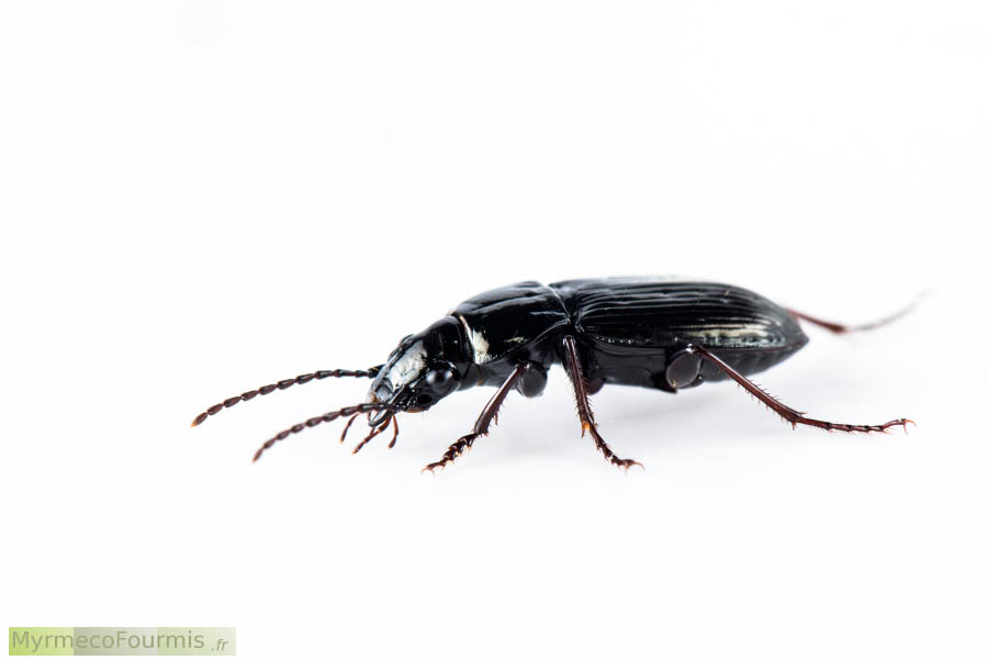 Profil du coléoptère noir de la famille des carabes, Pterostichus oblongopunctatus. Elytres striées, antennes fines et longues, pattes brunes. JPEG - 135.5 ko