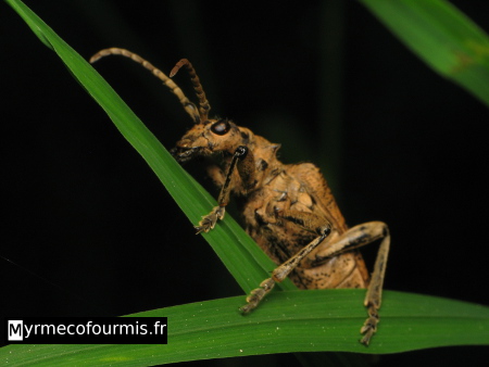 Photographie de la Rhagie sycophante, Rhagium sycophanta, un coléoptère brun poilu de la famille des Cerambycidae ou longicornes. Haut-Rhin, Alsace.