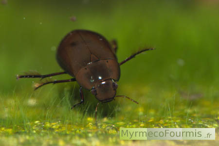 Hydrophilus pistaceus est un grand hydrophile brun, c'est un insecte de l'ordre des coléoptères chez qui la larve et l'adulte sont tous les deux aquatiques. Pour respirer sous l'eau, l'adulte stocke l'air sous son corps à l'aide de poils très fins. Les reflets de l'air donnent à son ventre un aspect argenté, brillant.