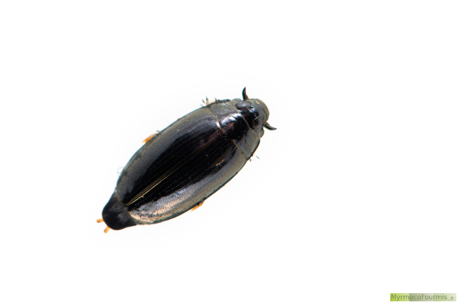 Le gyrin ou tourniquet est un coléoptère ultra rapide qui se déplace sur l'eau. Il flotte à la surface et ses pattes élargies le propulsent à toute vitesse à la surface de l'eau. C'est un petit coléoptère noir appartenant à la famille des Gyrinidae. Photo macro sur fond blanc de dessus.