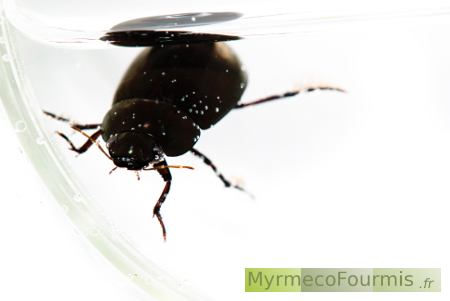 Hydrophilus pistaceus, coléoptère aquatique grand et entièrement noir sauf sous le ventre qui est argenté à cause du reflet de l'air que cet insecte stocke sous son corps pour respirer sous l'eau.