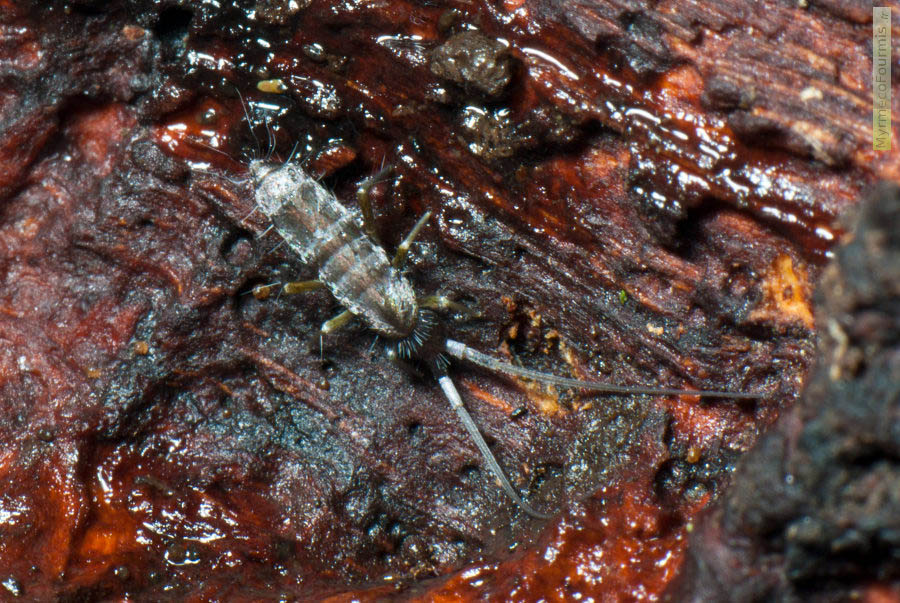 Très grand collembole gris argenté de l’ordre des entomobryomorphe (Entomobryomorpha) photographié dans le Jura. Tomoceridae proche de Pogonognathellus longicornis. JPEG - 884.3 ko