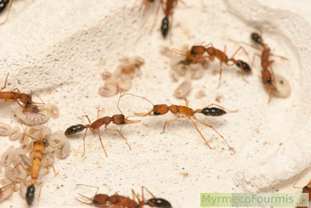 Combat entre deux ouvrières d'Harpegnathos saltator, des fourmis chez qui les ouvrières gamergates peuvent accéder à la reproduction et se battent pour maintenir leur place privilégiée au sein de la fourmilière.