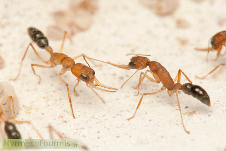 Ces fourmis appartiennent à une colonie dépourvue de reine: ce sont les ouvrières qui se reproduisent et elles se combattent régulièrement pour établir une hiérarchie.