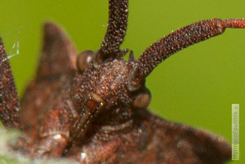 Photographie mettant en évidence la présence de deux petites "cornes" ou "tubercules" en forme d'épine situés entre les antennes de cette punaise.