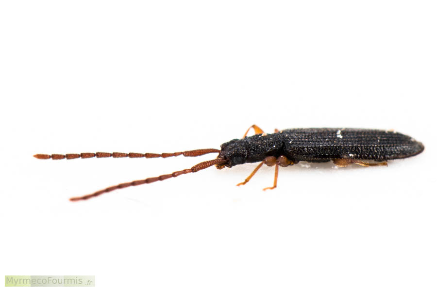 Macrophotographies de profil d'Uleiota planatus, un coléoptère corticole tout plat, au corps allongé avec de longues antennes et de couleur brun sombre, noir et brun jaunâtre. Photographie macro sur fond blanc.
