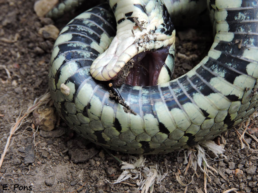 Serpent qui se mord la queue, en état de catalepsie, cette couleuvre fait la morte sur le dos. JPEG - 592.5 ko