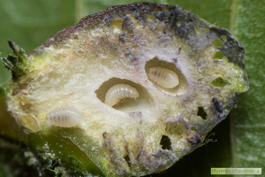 Coupe d'une galle du Cynips du châtaignier, avec trois larves en fin de développement situées dans de petites logettes creusées dans la galle.