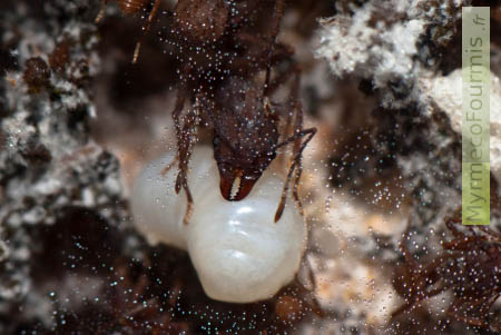 Une larve de fourmi Acromyrmex au milieu du champignon
