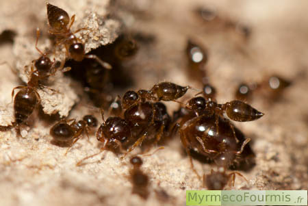 Partage des tâches, les reines fourmis pondent les oeufs, les ouvrières nourrissent la reine et prennent soin de la colonie.