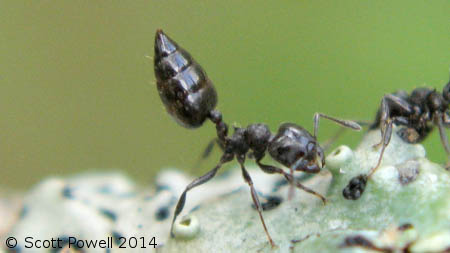 Une fourmi noire du genre Crematogaster avec son abdomen en pique relevé vers le haut.