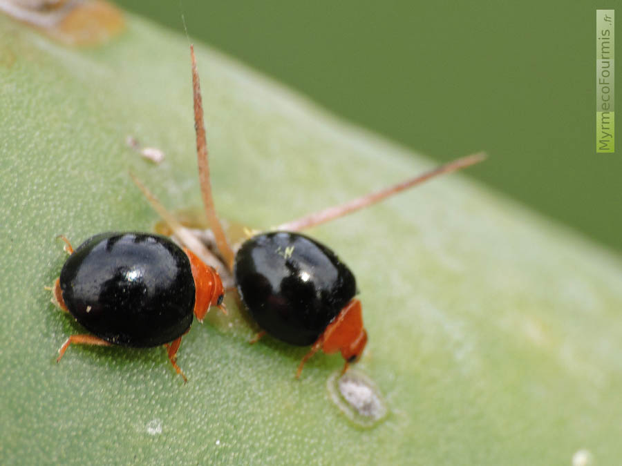 Un mâle et une femelle de coccinelles prédatrices de cochenilles de l'espèce Cryptolaemus montrouzieri. Cette espèce acclimatée en Europe est utilisée en lutte biologique contre les cochenilles (en particulier les cochenilles farineuses).