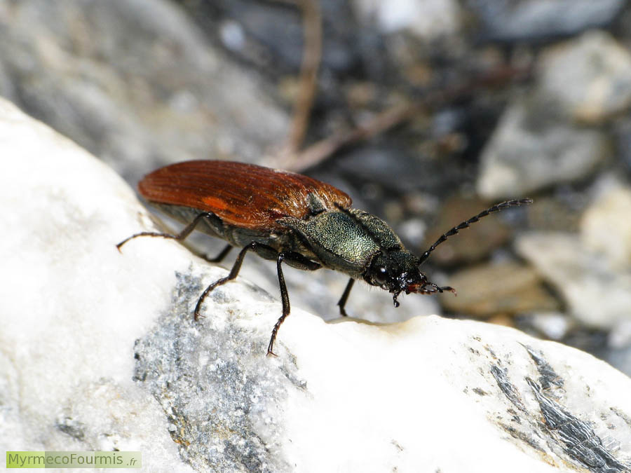 Macrophotographie dans la nature d'un grand coléoptère noir et brun de la famille des Elateridae, ou taupins. Vue de trois quart sur une pierre dans les Alpes.