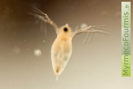 Une daphnie vue de face sous l'eau, on voit ses appendices qui lui servent à nager.