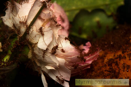 Les fourmis coupeuses de feuilles sont particulièrement attirées par les pétales de roses.