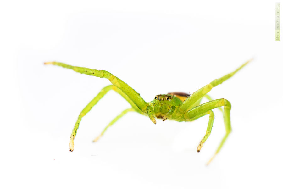 Diaea dorsata, une araignée crabe verte de la famille des Thomisidae. L’abdomen est brun et jaune. Macrophotograpgie sur fond blanc, de face, montrant les yeux de l’araignée et ses pédipalpes et chélicères. Il s’agit probablement d’une femelle adulte. JPEG - 135.5 ko