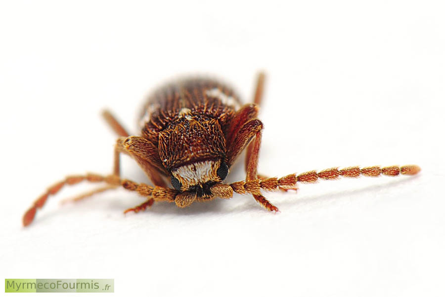 Photos de Dignomus irroratus, un petit coléoptère xylophage pris en macro photo de face sur fond blanc. JPEG - 223.1 ko
