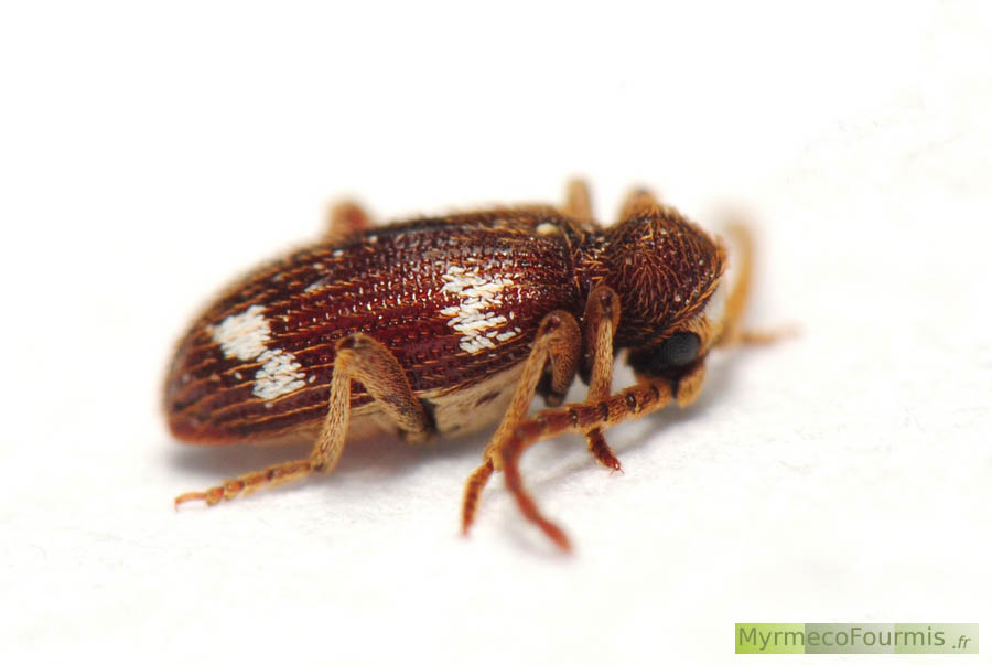 Dignomus irroratus, photographie de ce coléoptère de profil, on voit la tête repliée sous le pronotum ce qui est souvent le cas chez les insectes saproxylophages. JPEG - 259.4 ko