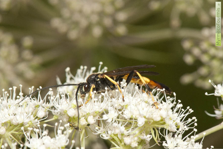 Photographie macro d’un hyménoptère Ichneumonidae du genre Diphyus. Cet insecte est noir avec des bandes jaunes sur les pattes et oranges sur l’abdomen. Photo sur une fleur. JPEG - 550.6 ko