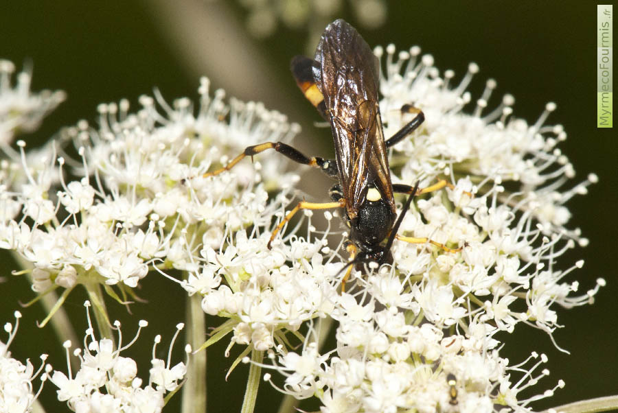Photographie d’un hyménoptère de la famille des Ichneumonidae et du genre Diphyus. Macrophotographie sur une fleur blanche. Ichneumonidae noir à pattes jaunes et à abdomen noir et jaunes orangé. JPEG - 624.5 ko