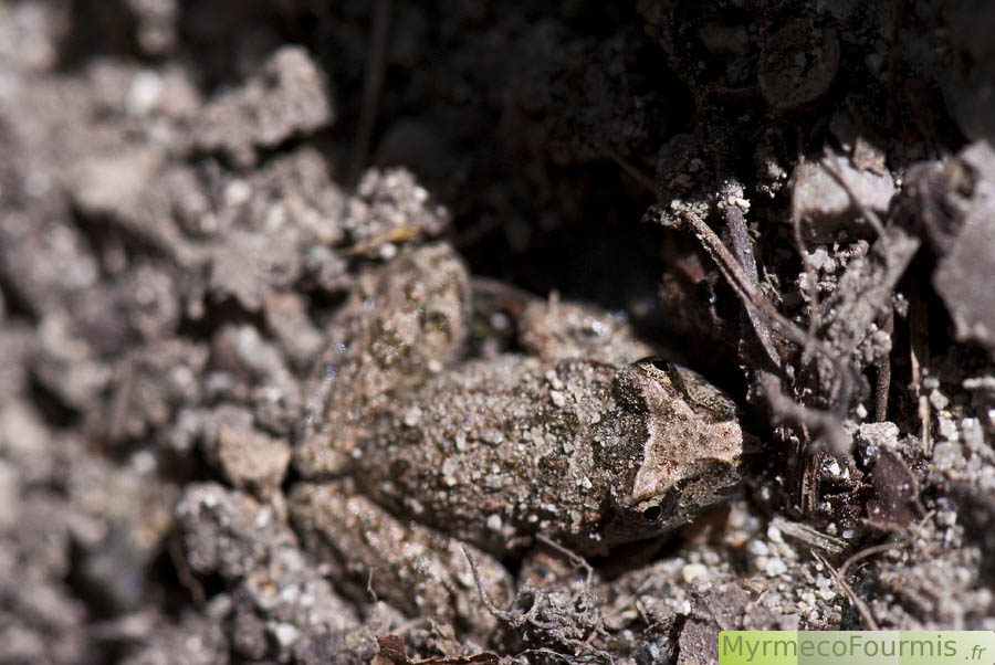 Discoglossus sardus, le discoglosse sarde, observé au bord d’une rivière en Corse. JPEG - 368.7 ko