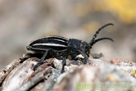 Petit longicorne noir à bandes blanches de l'espèce Iberodorcadion fuliginator ssp obesum var. pseudohypocritum, Coléoptère Cerambycidae.