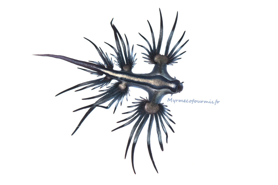Photographie macro d'un Glaucus atlanticus, dragon bleu des mers, ou hirondelle des mers qui est en réalité une limace bleue marine qui flotte à la surface des océans.