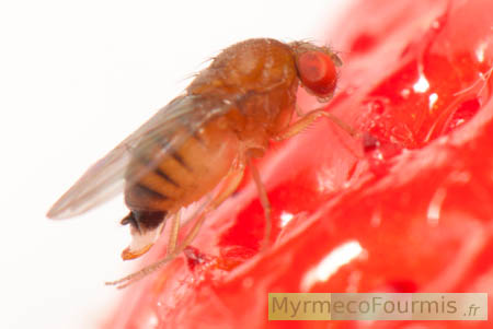 Photographie macro d’une drosophile asiatique de l’espèce Drosophila suzukii, femelle en train de pondre un oeuf dans un fruit (une fraise). JPEG - 134.6 ko