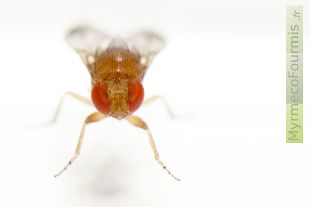 Macrophotographie d'une drosophile japonaise (Drosophila suzukii) vue de face sur fond blanc.