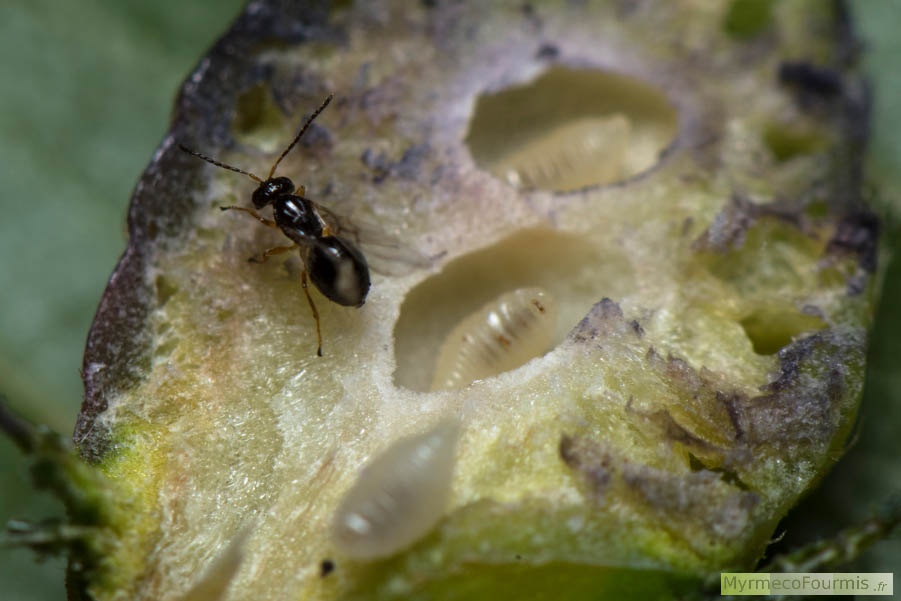 Photographie d'un adulte et de deux larves de Dryocosmus kuriphilus, le Cynips du châtaignier, sur une galle coupée dans une feuille de châtaigne.