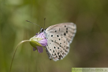 Un Maculinea arion (l’azuré du serpolet), solidement cramponné à une petite fleur violette, en train de butiner. JPEG - 77.7 ko