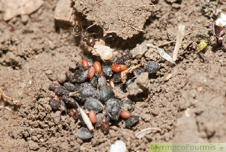 Les fourmis du genre Messor sont granivores. Ici, une ouvrière de l’espèce Messor structor dans la sale de stockage des graines, sous une pierre. JPEG - 163.5 ko