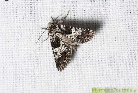Papillon nocturne du genre Hadena sp photographié sur un piège lumineux faite d'une lampe et d'un drap blanc.