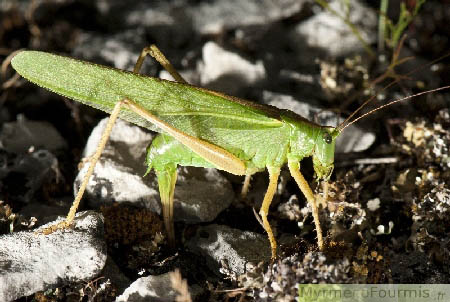 Grande sauterelle verte femelle en train de pondre, vue de profil de nuit.