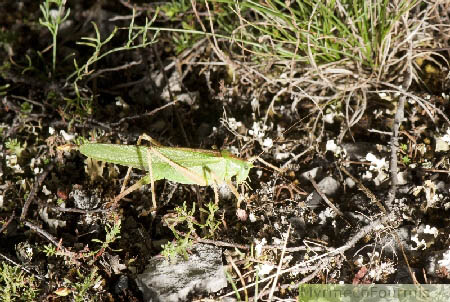 Grande sauterelle verte femelle (Tettigonia viridissima), s'apprêtant à pondre des oeufs dans le sol en utilisant son "dard" ou tarière.