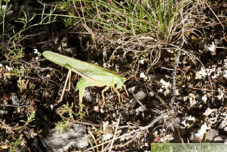 Grande sauterelle verte (Tettigonia viridissima) enfonçant sa tarière en forme de dard dans le sol, pour pondre ses oeufs.