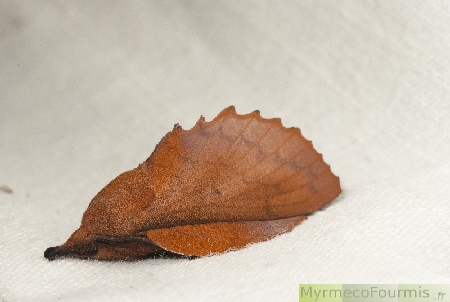 Macrophotographie de profil de la Feuille morte du chêne, Gastropacha quercifolia, un papillon de nuit de couleur brune et aux ailes dentelées rappelant la forme des feuilles de chêne.