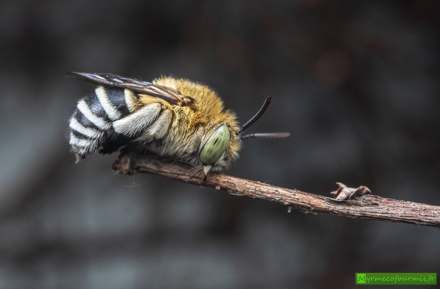 Une abeille solitaire à bandes bleues d'Australie s'endort sur une brindille qu'elle tient à l'aide de ses mandibles (Amegilla sp).