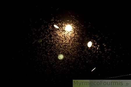 Ce ne sont pas des papillons, mais des milliers d’éphémères qui volent sous ces éclairages. JPEG - 61.8 ko