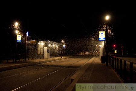 Des milliers de femelles non fécondées de Ephoron virgo s’agglutinent sous l’éclairage blancs très puissant de cette station de tram, à Toulouse. JPEG - 90.5 ko