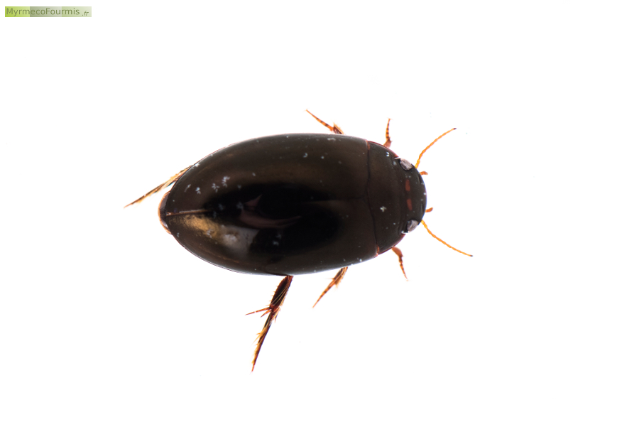 Coléoptère aquatique de la famille des Dytiscidae ou dytique, au corps entièrement noir avec deux taches rouges sombre sur le dessus de la tête. Probablement Agabus biguttatus ou Agabus bipustulatus. Le genre est aussi proche du genre Ilybius.