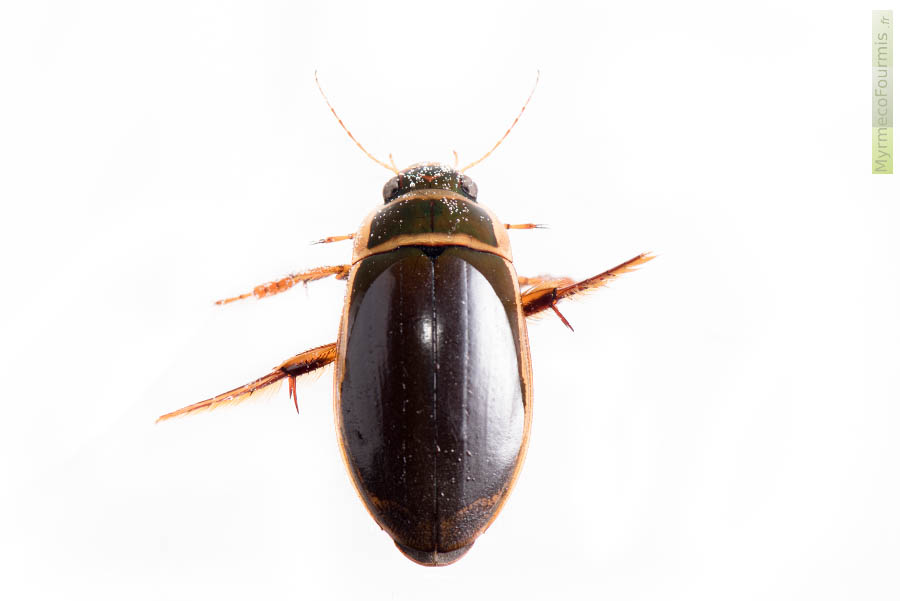 Photo sur fond blanc dans l'eau d'un dytique bordé Dytiscus marginalis. On distingue le corps brun et vert de ce coléoptère, avec des bordures jaunes sur les côtés de l'abdomen et sur le pourtour du thorax (pronotum).