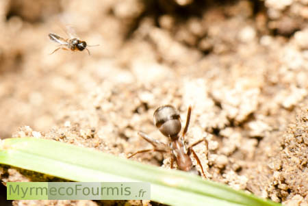 Guêpe parasite de fourmis du genre Elasmosoma en vol au dessus de l'abdomen d'une fourmi rousse des pelouses, Formica rufibarbis.