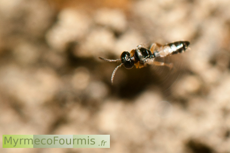 Guêpe parasite de fourmis